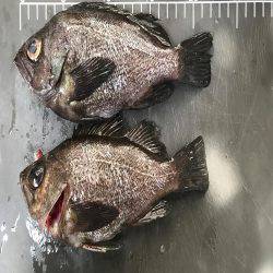 メバル  夜釣り  リタックル