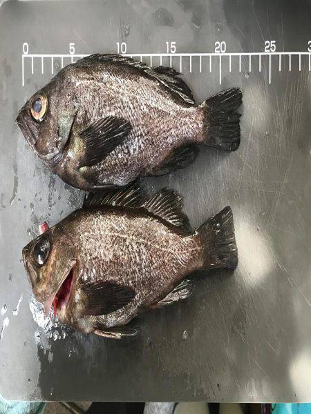 メバル  夜釣り  リタックル