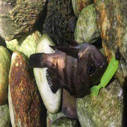 泉南サーフでメバリング！