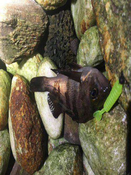 泉南サーフでメバリング！