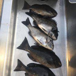 音海沖磯釣果！