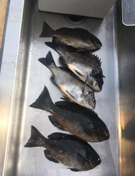 音海沖磯釣果！