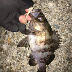 久々のメバリング