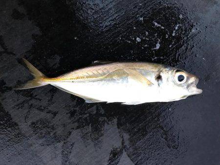 チビカサゴとチビアジ