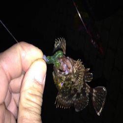 根魚ポイント開拓