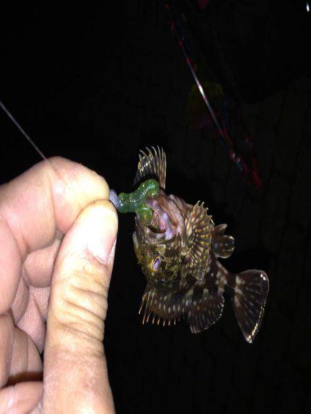 根魚ポイント開拓