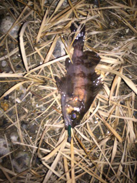 強風メバリング