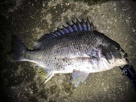 某水路にてライトゲーム