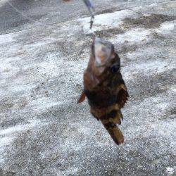 福泊でメバリングのはずが…