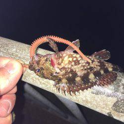 北公園ライトゲーム