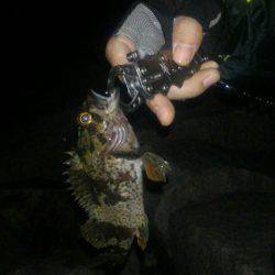 久々ライトゲーム