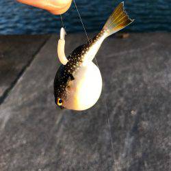 チビカサゴとチビフグ