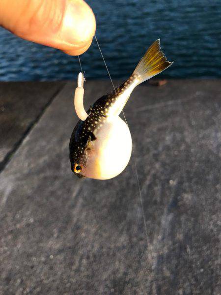 チビカサゴとチビフグ