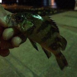 ちびメバルGet!!