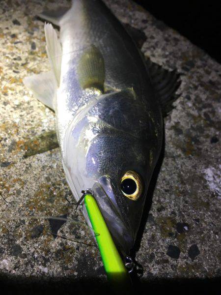 バチ抜けシーバス