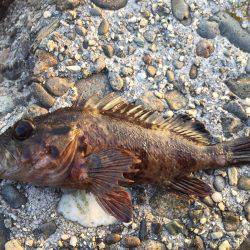 遠征メバリング