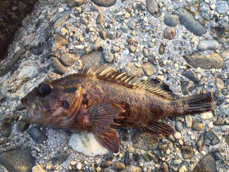 遠征メバリング