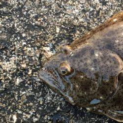 まさかのヒラメ