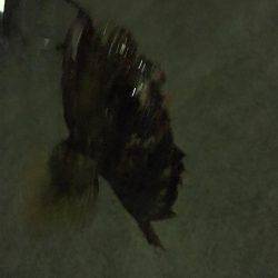 よーつれますよ〜