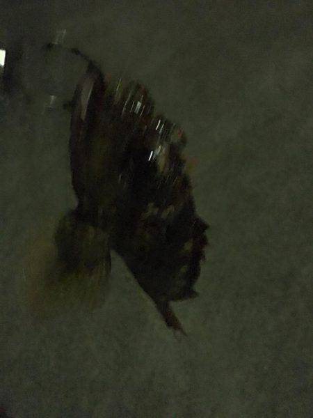 よーつれますよ〜