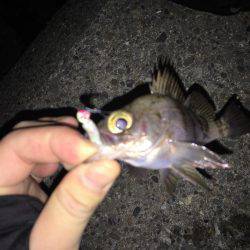 メバルを求めて