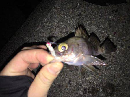 メバルを求めて