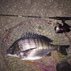 チニング、メバリング