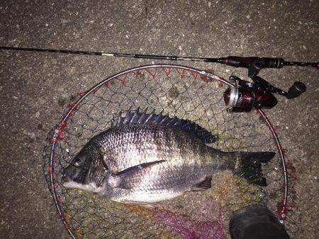 チニング、メバリング