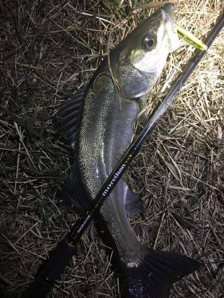 バチ抜けシーバス