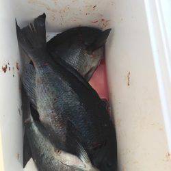 五島列島の沖磯 大鯨にて