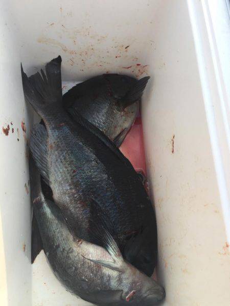 五島列島の沖磯 大鯨にて