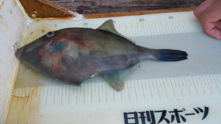 サビキできたーー