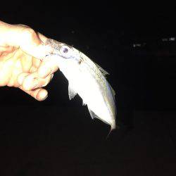 アジングほんま楽しい