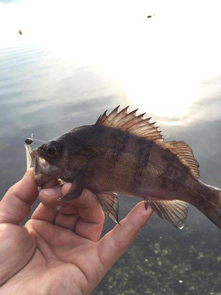 デイメバリング