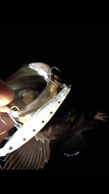 磯メバプラッキング♪