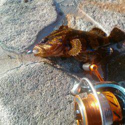 タケノコメバルさん