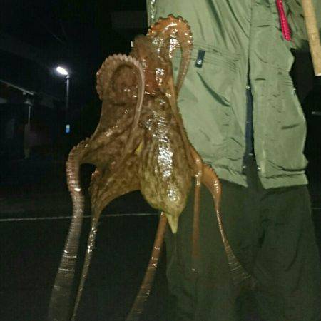 ボウズ逃れでタコ！