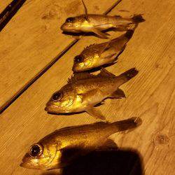 ちびメバル祭り‼