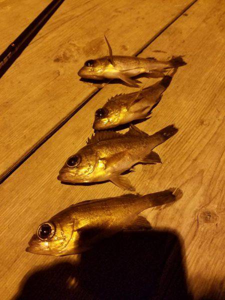 ちびメバル祭り‼