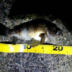 久しぶりのお魚