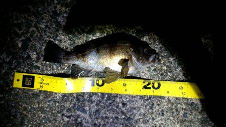 久しぶりのお魚