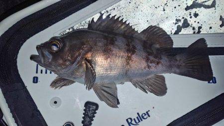 メバルがぽつりぽつり