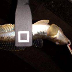 ロックフィッシュ調査