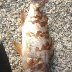 やっと雪がなくなった