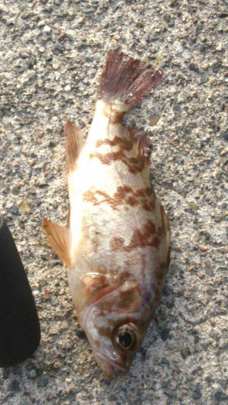 やっと雪がなくなった