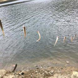 上津ダムのワカサギ、ざっくり束