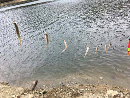 上津ダムのワカサギ、ざっくり束