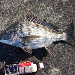 チヌ釣れました