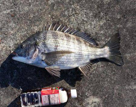 チヌ釣れました