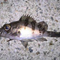 漁港メバリング